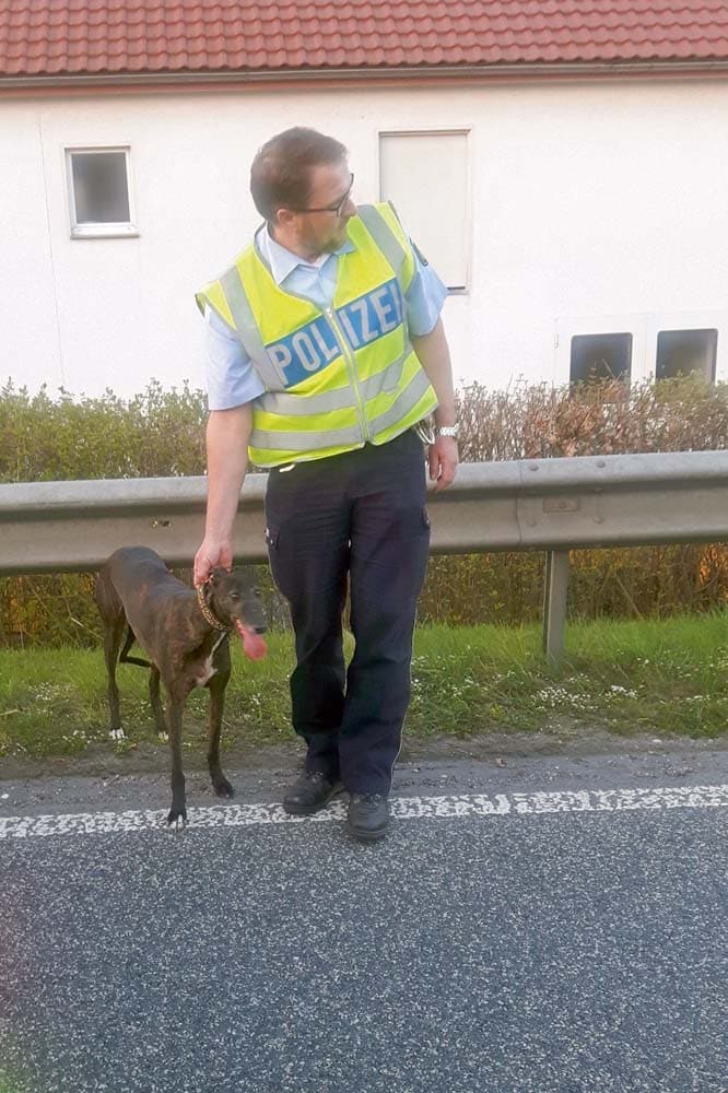 Autobahnpolizei stoppt entlaufenen Hund