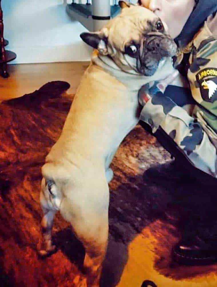Gestohlener Hund wieder aufgetaucht