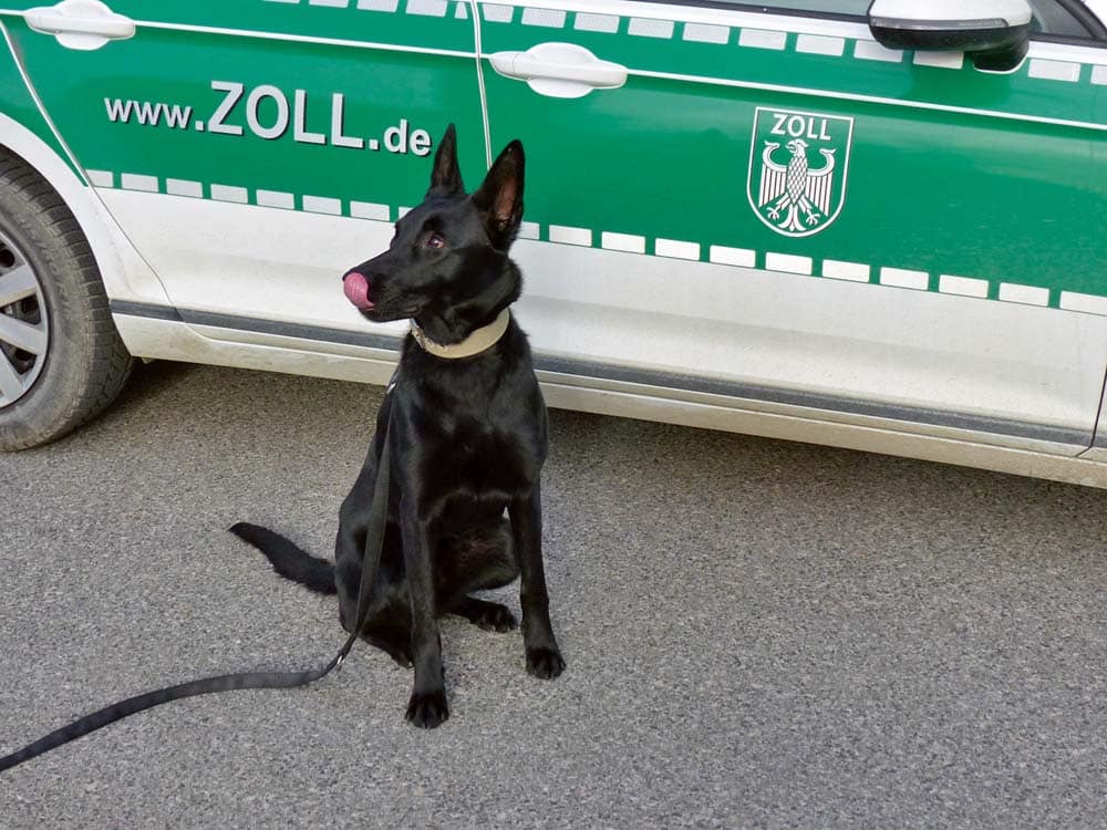 Zoll in Bamberg erhält hundliche Unterstützung