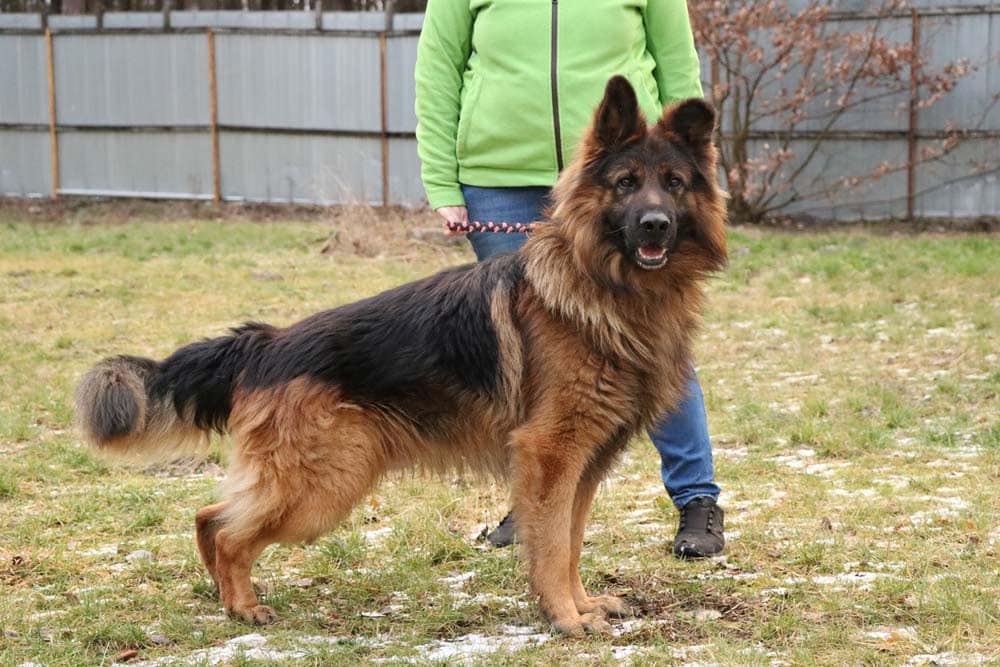Wenn ein Hund traurig auf seinen Besitzer wartet … … der nicht wiederkommt