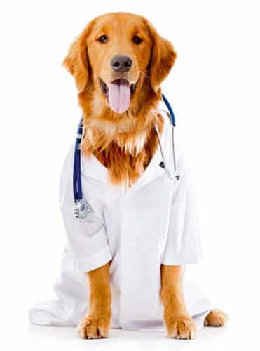 Doktor auf vier Pfoten – Hunde als Diagnostiker