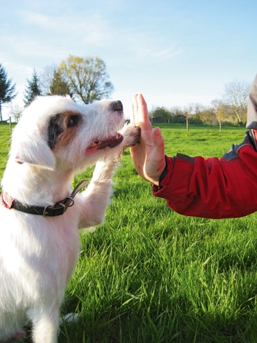 Diskussion – Hundetraining heute Zwischen Gewalt und Wattebausch…