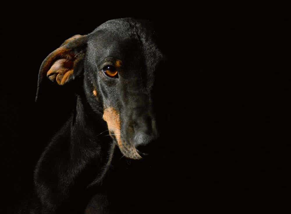 Die Herzkrankheit DCM beim Dobermann