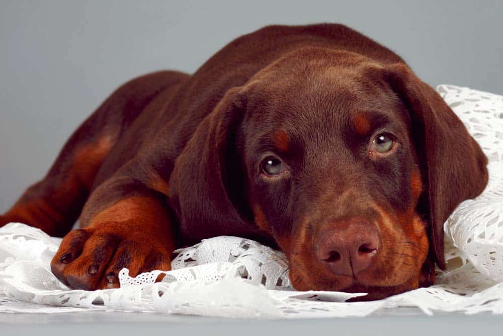 Der Dobermann – Temperamentvoll und sensibel