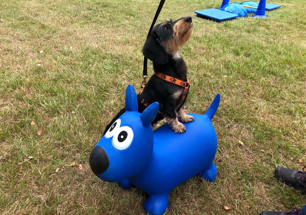 Hunde ganzheitlich beschäftigen – K3DogParkour®