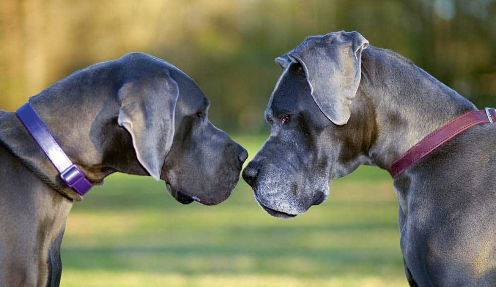 Die Deutsche Dogge – Sanfter Riese