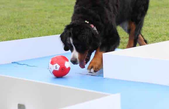 Doggi-Golf: Lust auf etwas ganz Neues mit Hund?