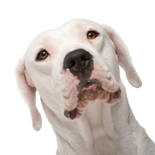 Der Dogo Argentino