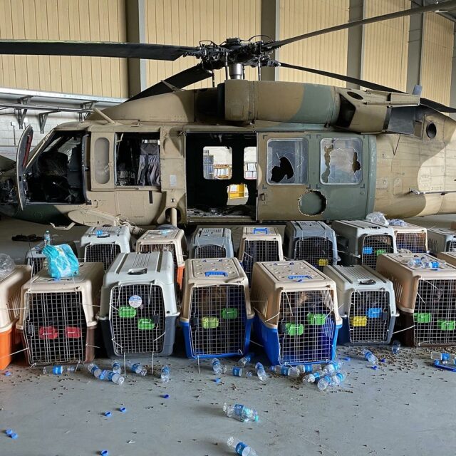 Afghanistan – Pentagon: Keine US-Hunde in Käfigen in Kabul