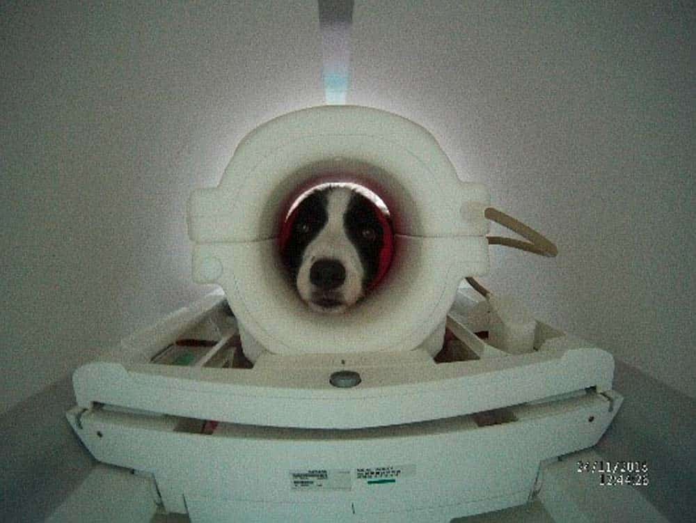 Hundliche Emotionen: Neue Studie misst hundliche Reaktionen im MR-Scanner