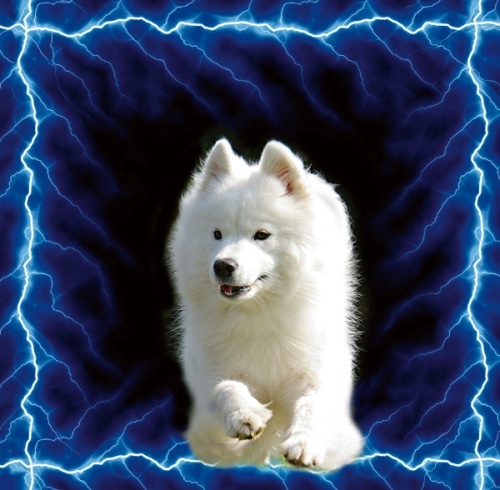 Epilepsie: Gewitter im Gehirn des Hundes