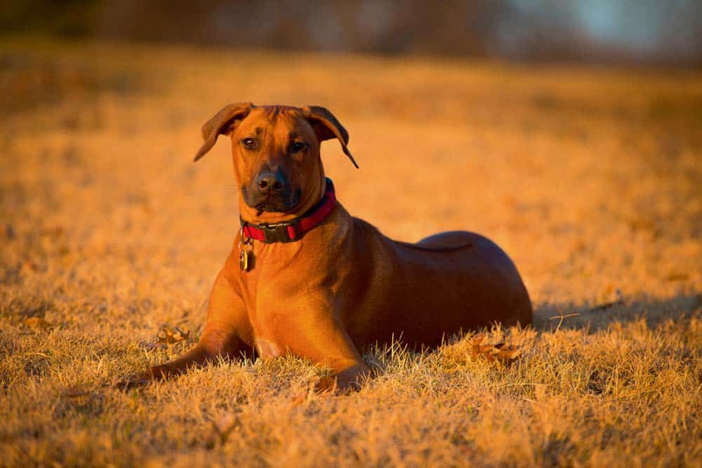 Krampfanfälle bei Hunden