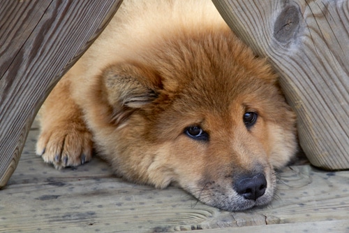 Der Eurasier – Moderner Urhund