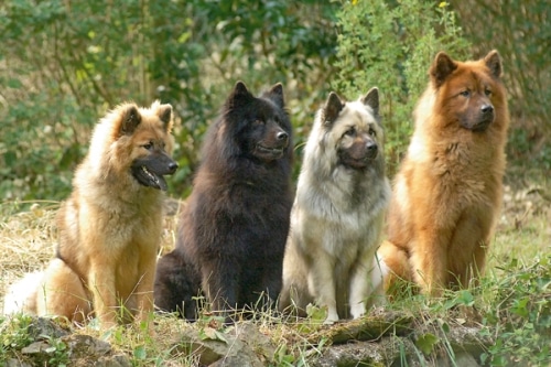 Deutschlands jüngste Hunderasse: 50-jähriger Geburtstag für den Eurasier