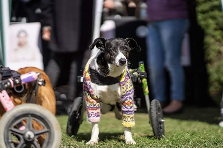 Alltagsgeschichte: Hundesport auch mit behinderten Hunden
