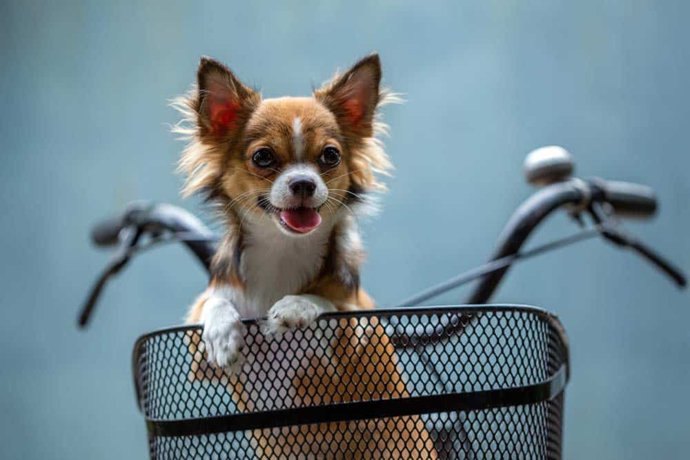 Hund & Fahrrad – Was man wissen sollte