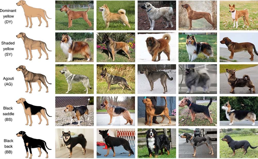 Bunte Hunde – Neue Studie: Fünf statt nur vier verschiedene Fellmuster