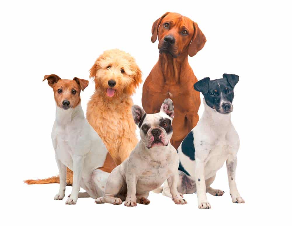 Dog-Dating in der Hundezucht: Gibt es den Weg zum gesunden Hund?