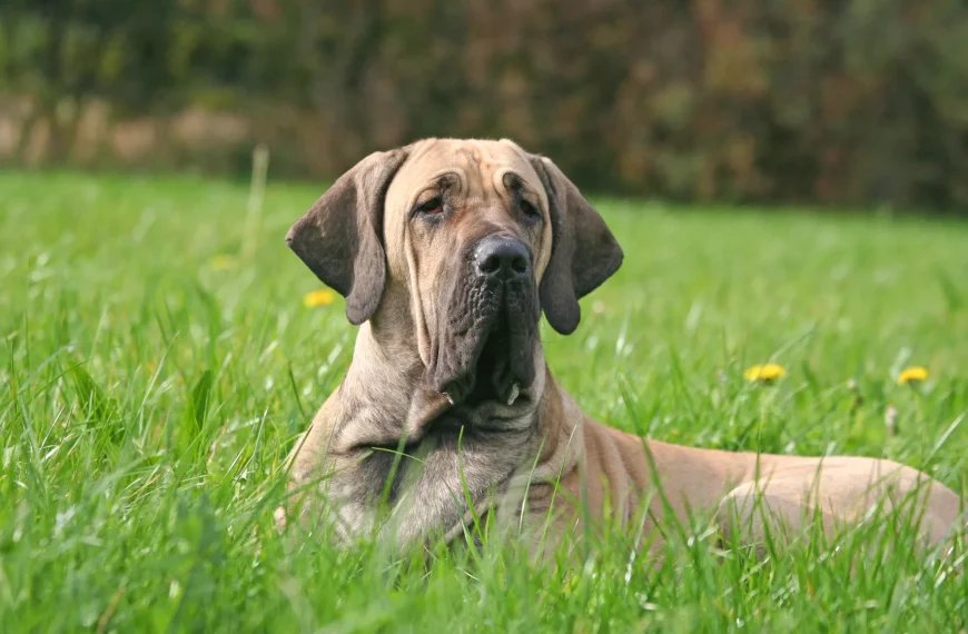 Fila Brasileiro