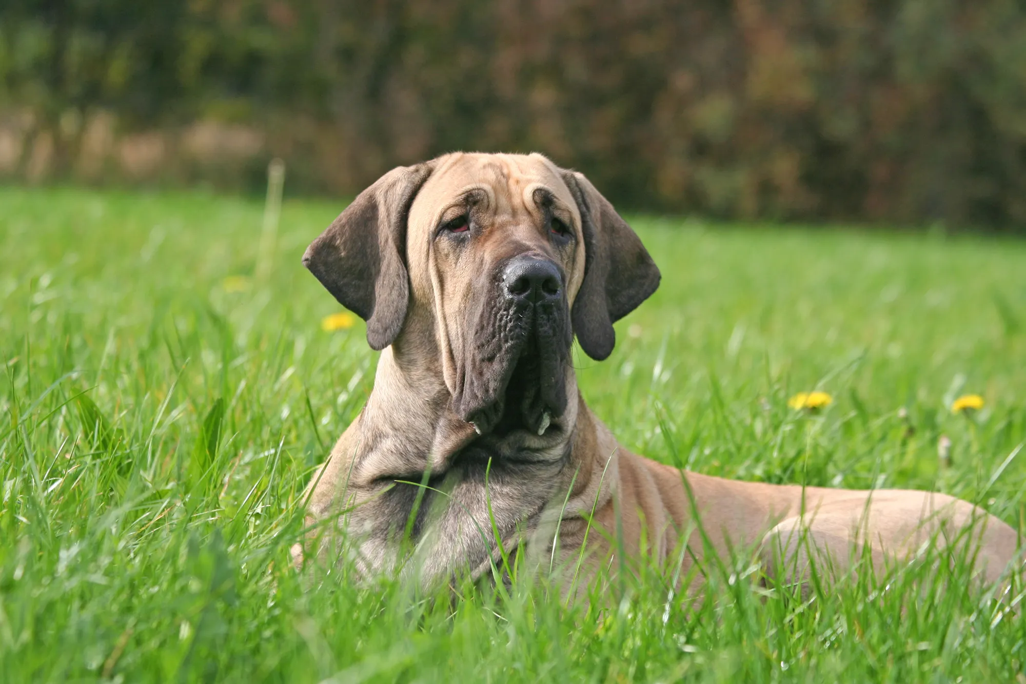 Fila Brasileiro