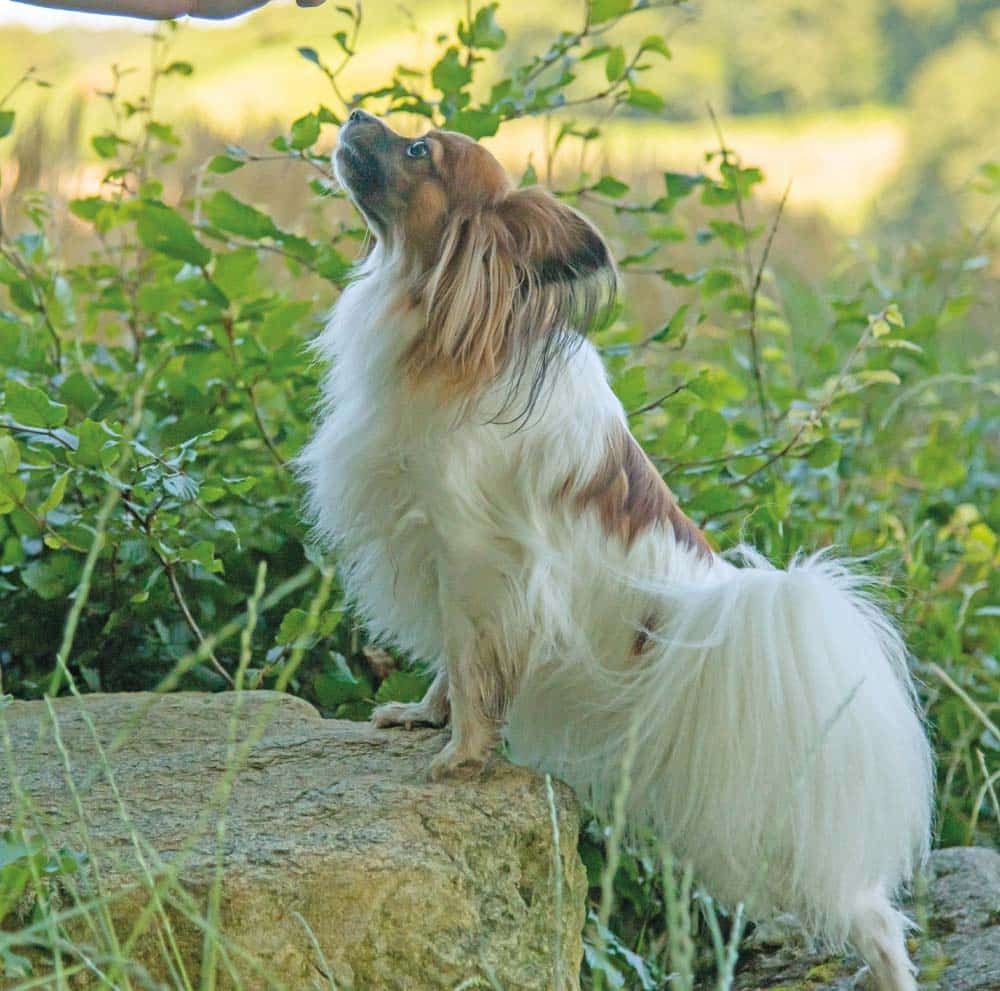 Fit in den Herbst: Spaziergänge mit dem Hund aktiv gestalten