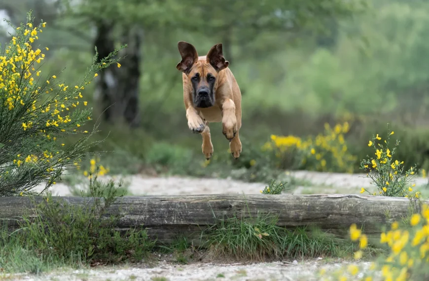 Actionfotografie von Hunden