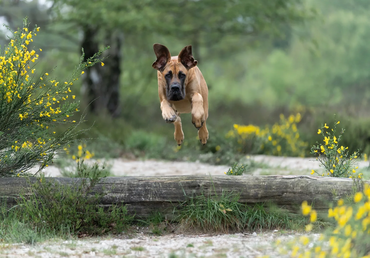 Actionfotografie von Hunden