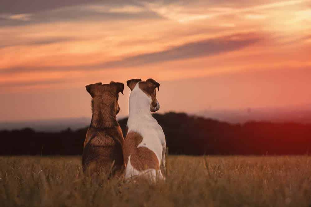 Gegenlicht und Sonnenuntergang: Foto-Tutorial