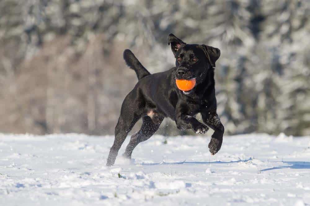 Wintershooting – Hunde im Winter perfekt fotografieren