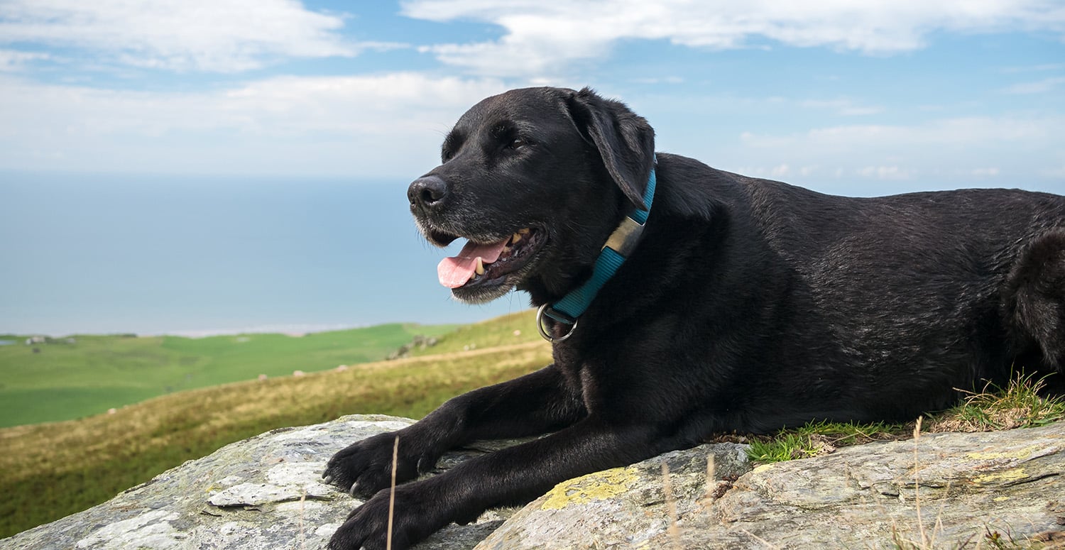 Mit dem Hund nach Großbritannien