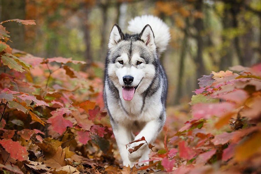 Herbstgefahren im Wald