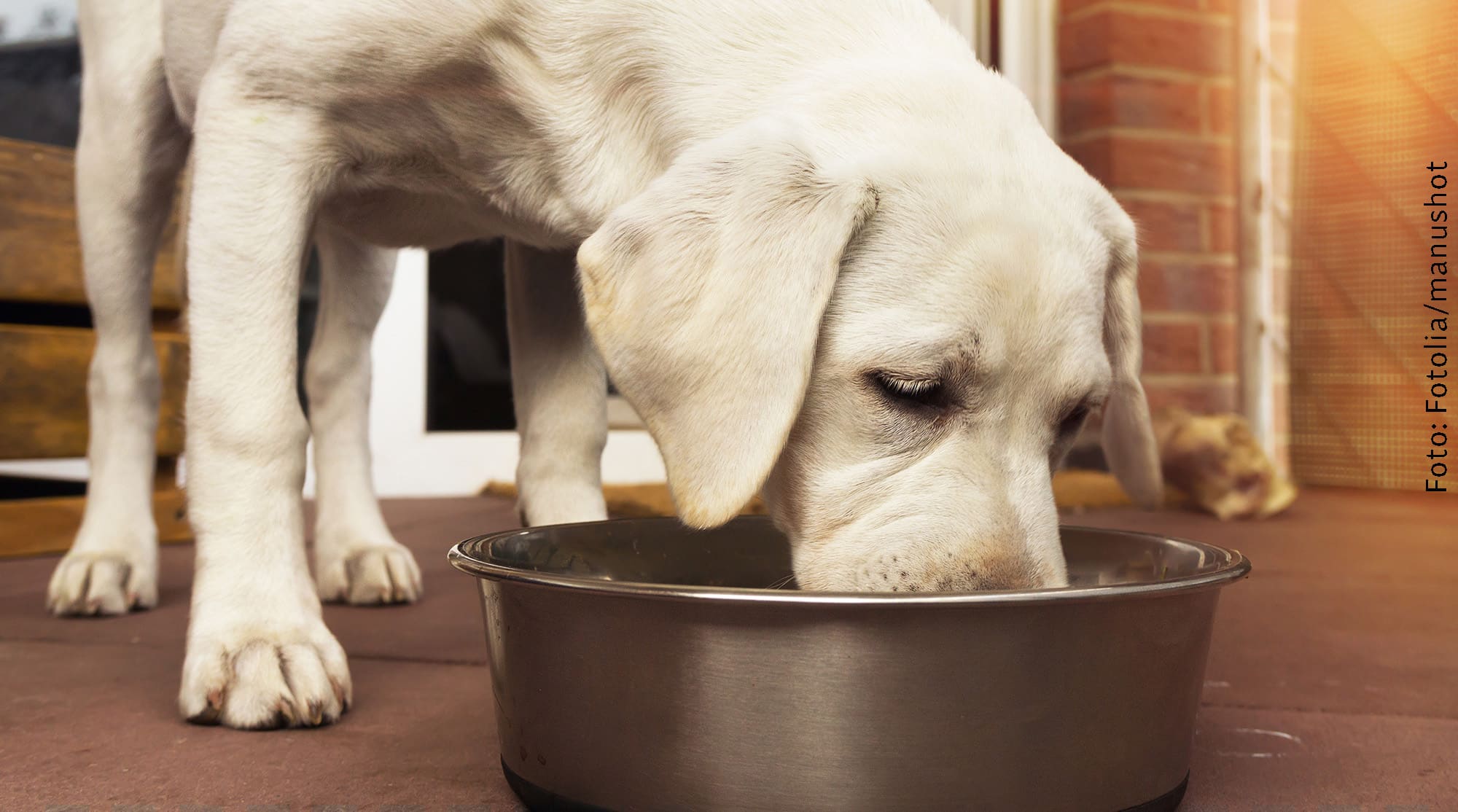 Getreide im Hundefutter – darauf sollten Sie achten