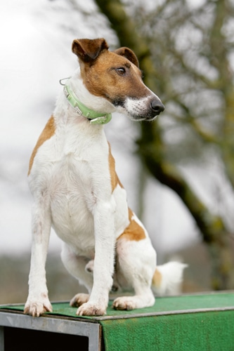Der Foxterrier – Zwei Typen in einem Fell