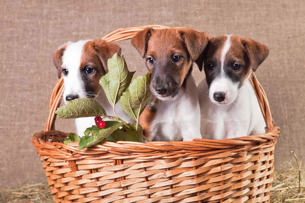 Der Foxterrier – Zwei Typen in einem Fell