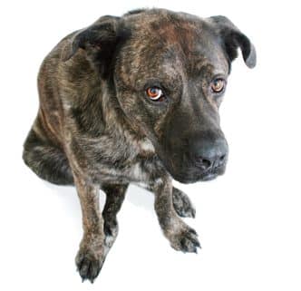 Trennungsschmerz und Abschiedskummer bei Hunden (Teil 2)