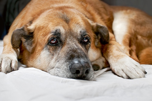 Trennungsschmerz und Abschiedskummer bei Hunden
