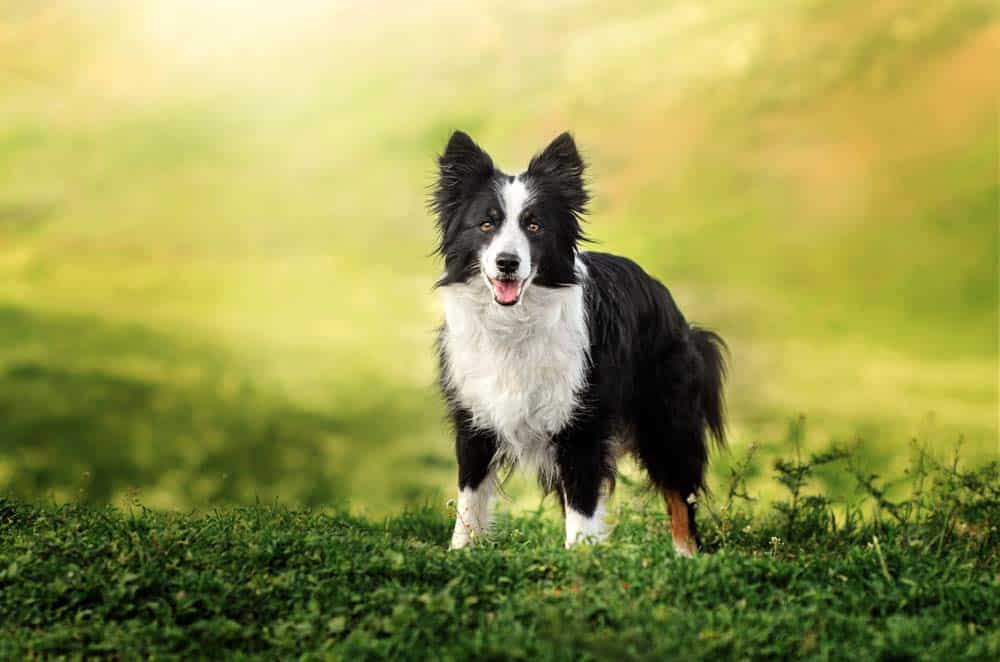 Hunde als Gedankenleser? – Spannende neue Studie