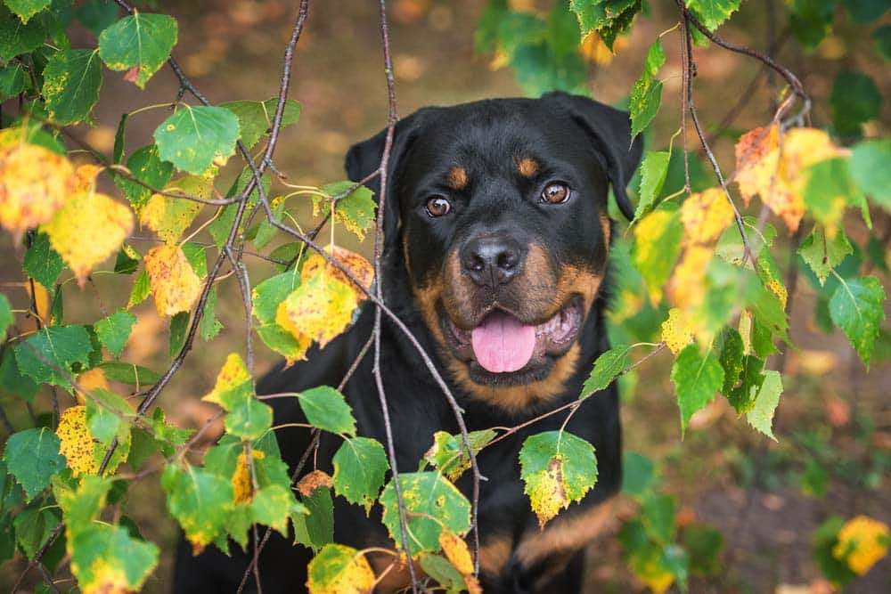 Wien beißt … Hunde raus aus der Stadt?