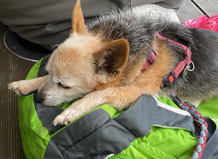 Oldies but Goldies: Gismo, ein 17-jähriger Mischlingsrüde