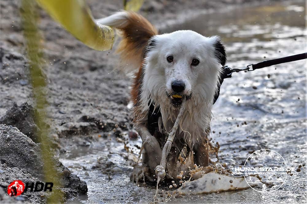 Hard Dog Race: Trotz Gehbehinderung voll dabei