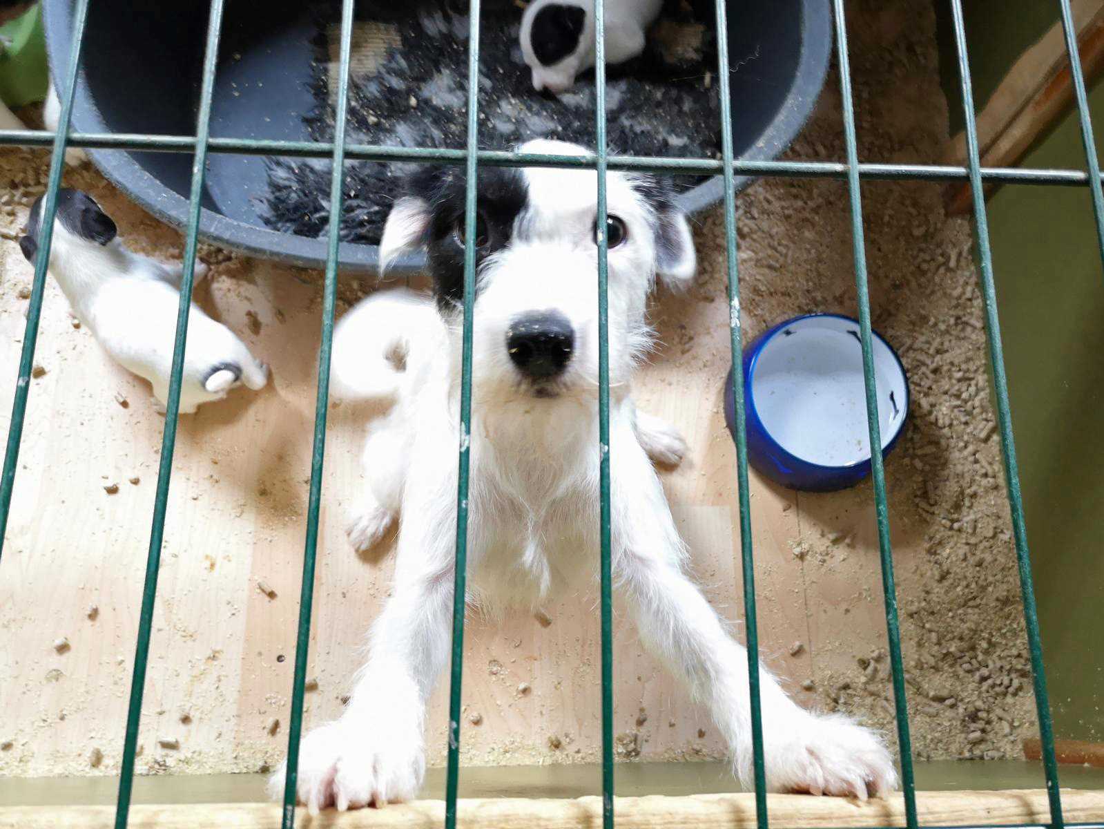 Grausame Zustände bei Hundezucht aufgedeckt