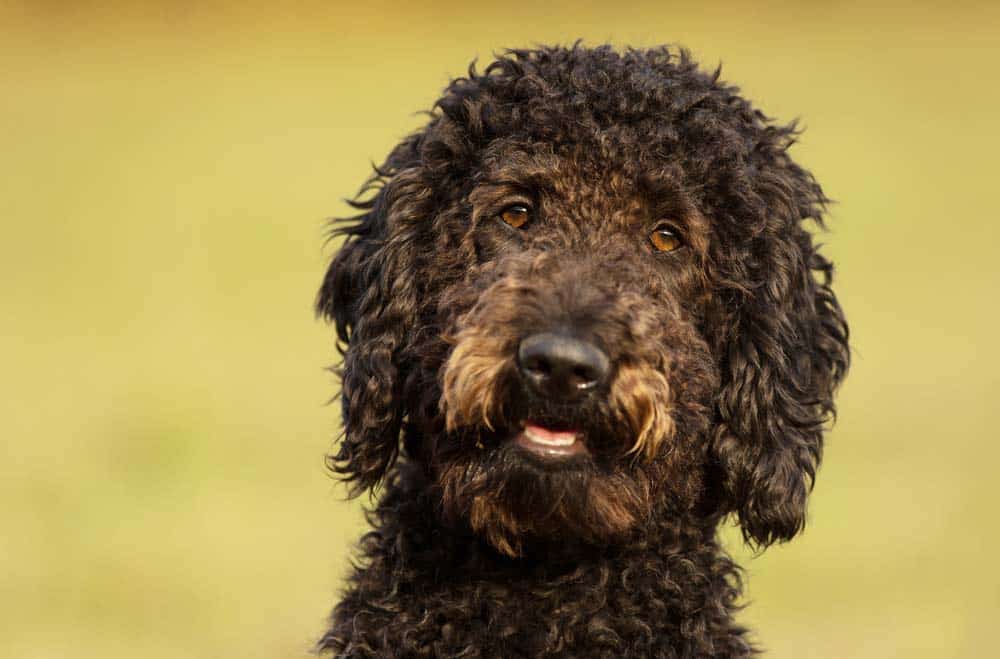 Hundehaar-Allergie? Was man darüber wissen sollte