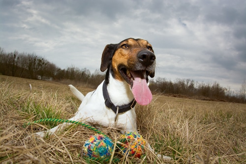 Der tut nix – oder doch? – Von der Wahrnehmung des ­eigenen Hundes