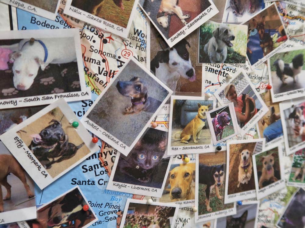 Ariel darf raus – Tierschutz auf Hawaii
