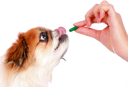 Tierärzte: Macht die Rassezucht ­unsere Hunde krank? – Enttäuschende Reaktion des ­VDH-Präsidenten