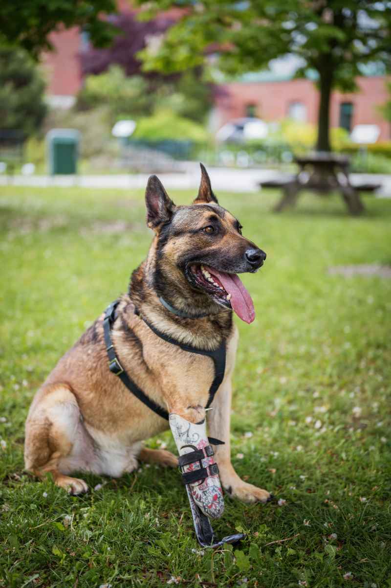 Hightech in der Tiermedizin: Eine neue Pfote für Henry
