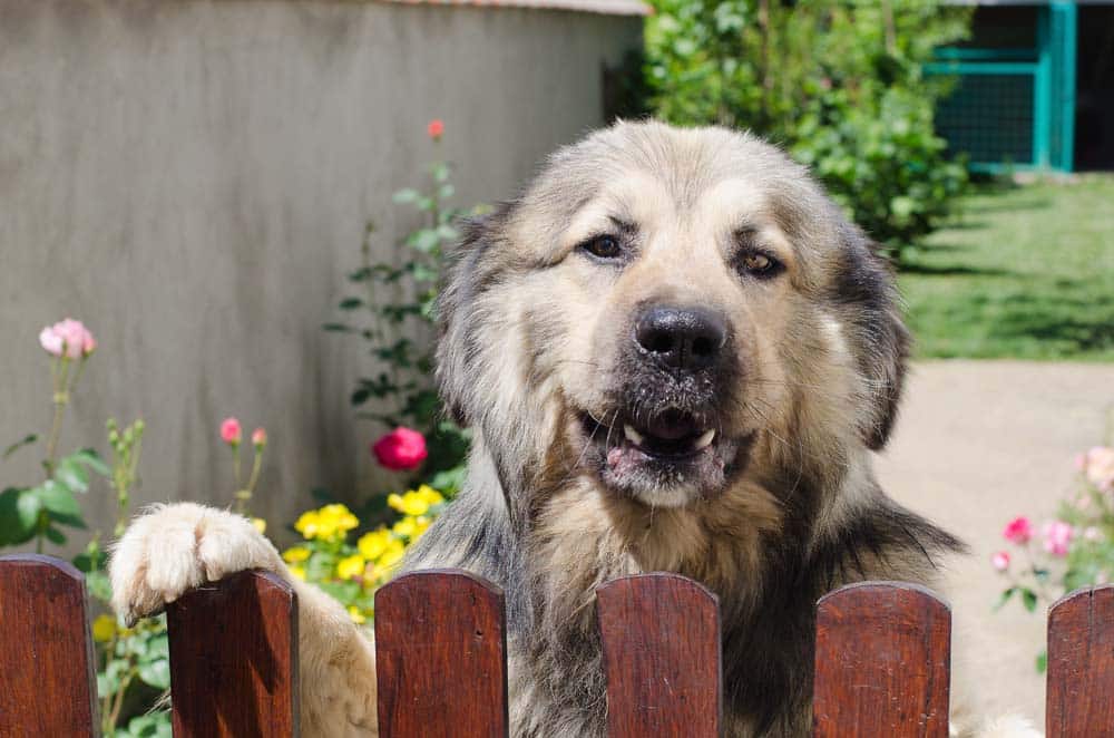 Hundeberufe: Herdenschutzhunde Schafe im Hundepelz?