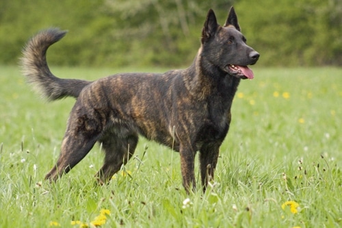 Erstes österreichisches Treffen für Holländische Schäferhunde