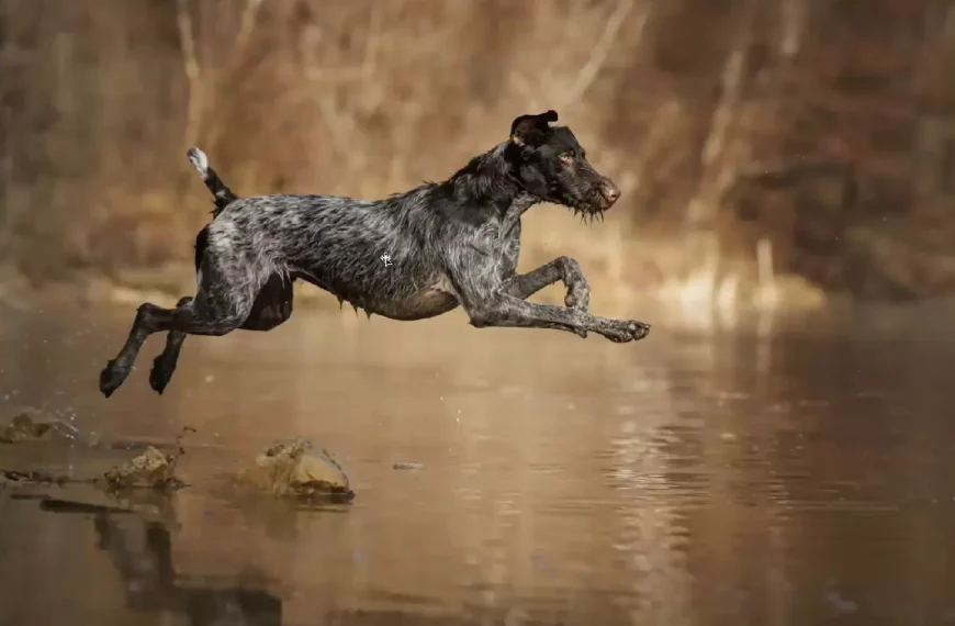 Hundefotografie – von Regine Heuser