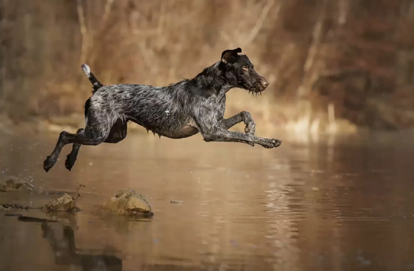 Hundefotografie – von Regine Heuser